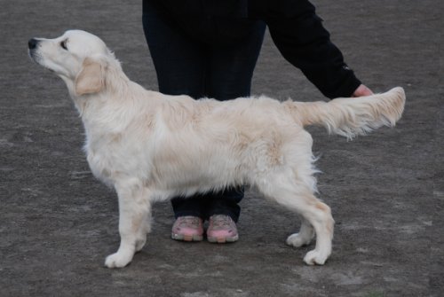 salino