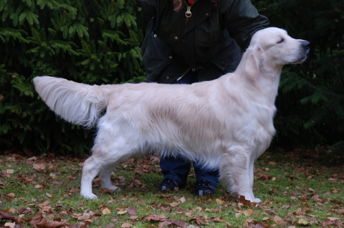 salino