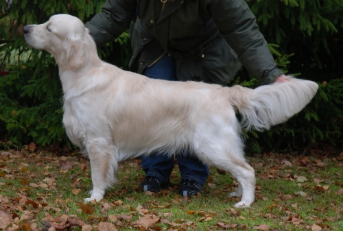 salino